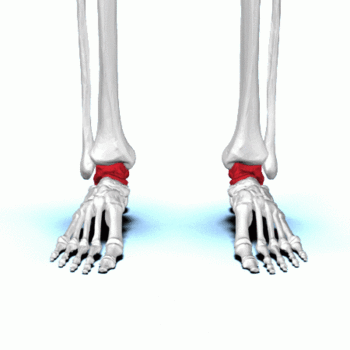 Editing File:Ankle eversion.gif - Physiopedia