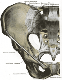 Pelvis ligaments anterior view.png