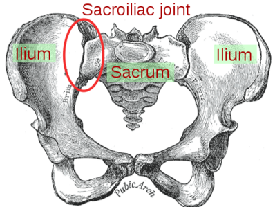 Sacroiliac Joint Syndrome - Physiopedia