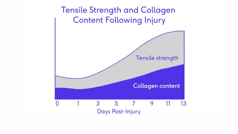 File:Tensile strength and collagen content post injury.jpg