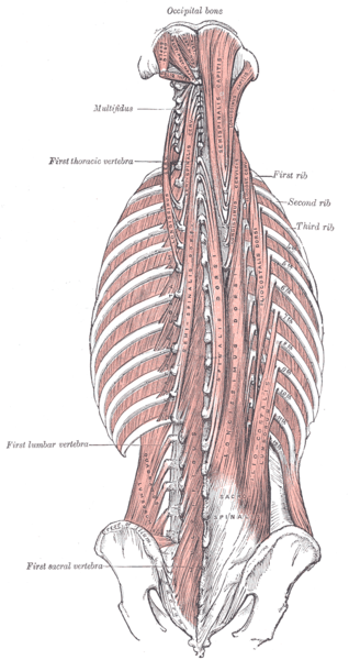 File:Deep back muscles.png