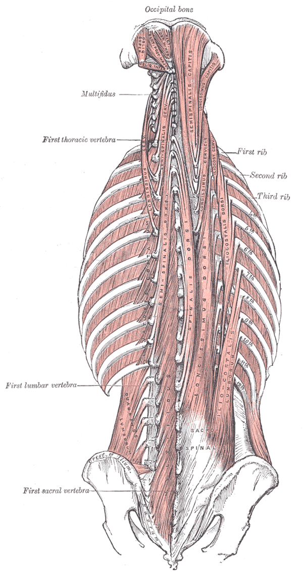 Thoracic Spine Major Muscles - Physiopedia