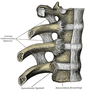 chondrosternal joint
