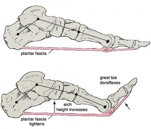 Importance of plantar flexion – Proactive Physio Knowledge