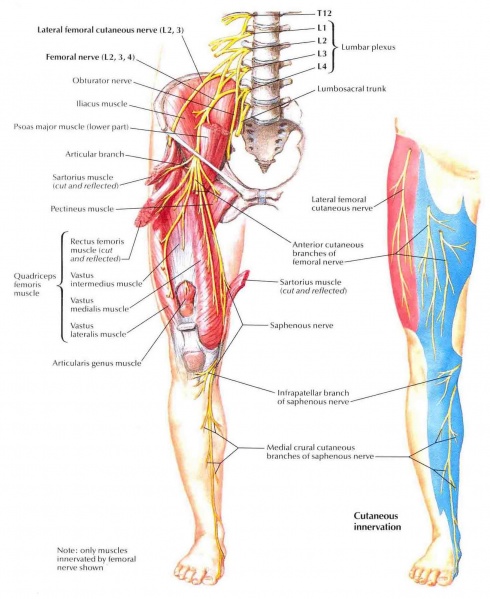 File:1452198295 lateral-femoral-cutaneous-nerve.jpg