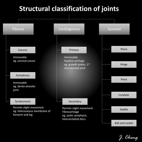 three types of fibrous joints