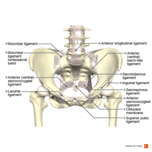 Detail of woman pelvic girdle and legs; Build, pelvic girdle and