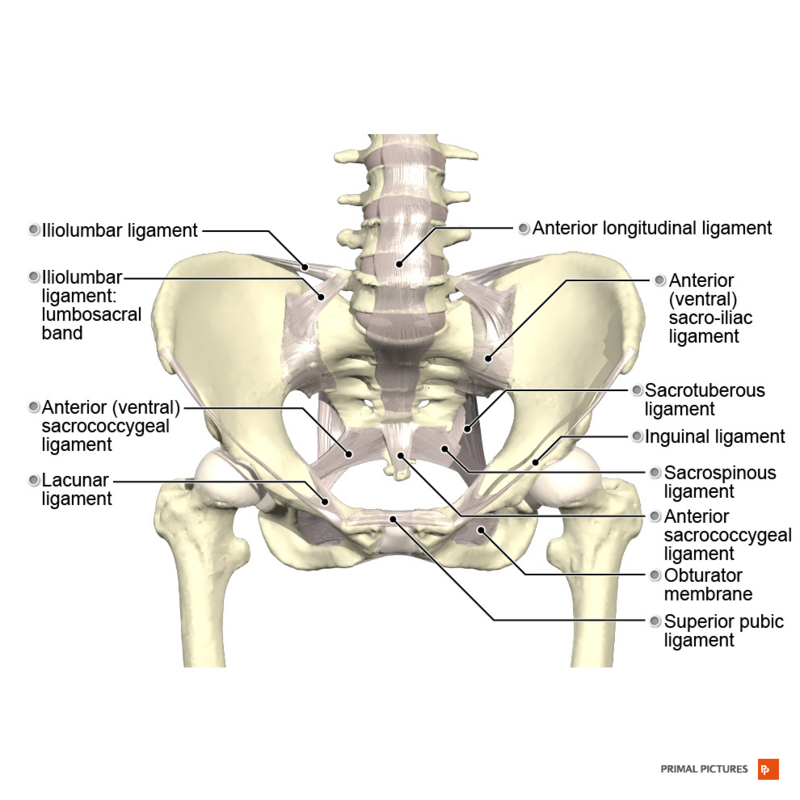 Anatomie Des Männlichen Beckens Physiopedia Multilingual 9705