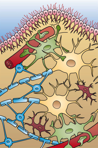 File:Glial Cell Types.png