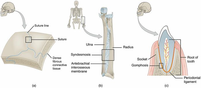 Location and types of joints [1].