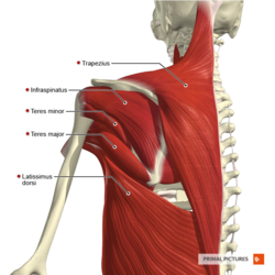 Why do I have pointy shoulders? Does it have a name? : r/Anatomy