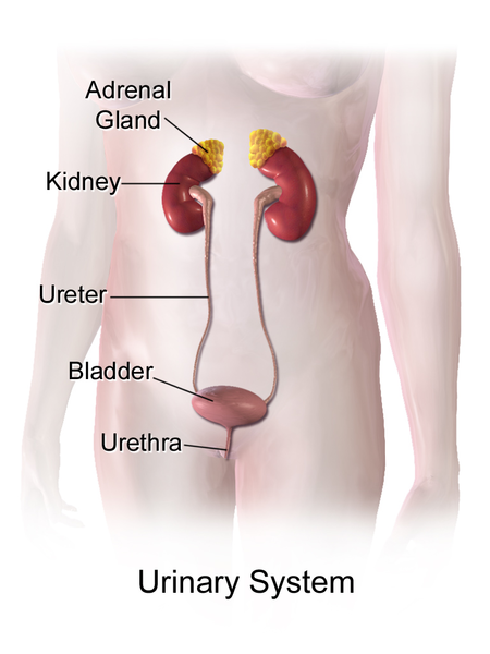 File:Urinary System (Female).png