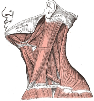 Neck Pain and Breathing Pattern Disorders - Physiopedia