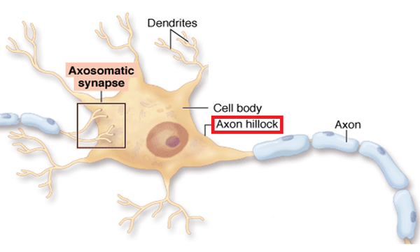 axons-physiopedia