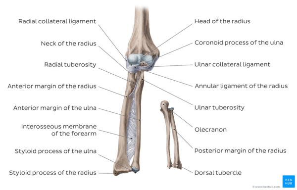 Overview of the radius and ulna (anterior and posterior views)