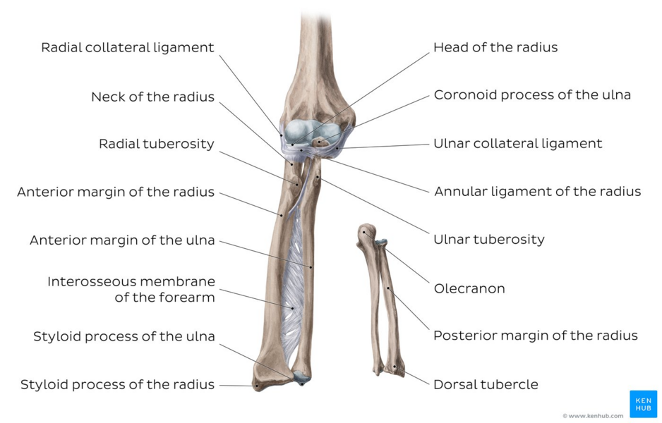 Ulna Physiopedia 0793