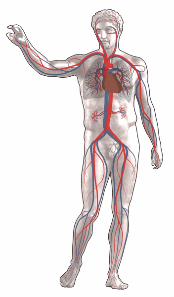 File:Cardiovascular system.png