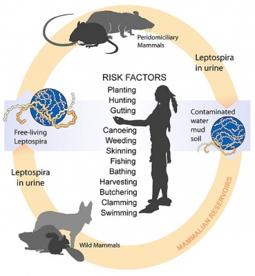 Leptospirosis cycle.jpg