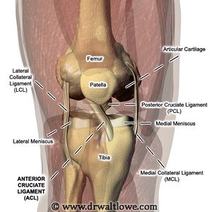 Knee Ligament Injury: Reddy Care Physical & Occupational Therapy
