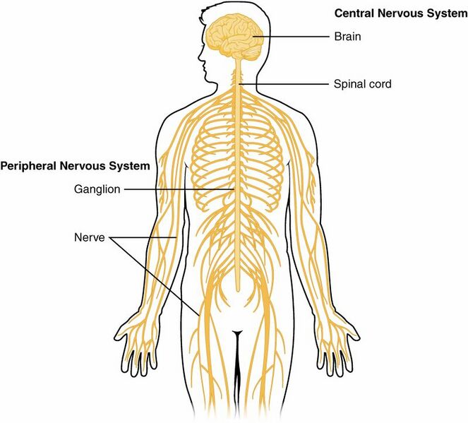 File:1201 Overview of Nervous System.jpg