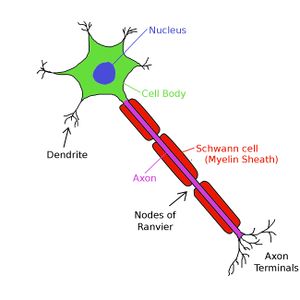 https://www.physio-pedia.com/images/thumb/d/d3/Neuron1.jpg/300px-Neuron1.jpg