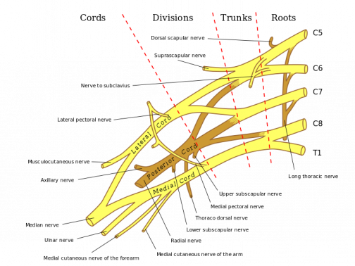 Brachial-plexus-2.png