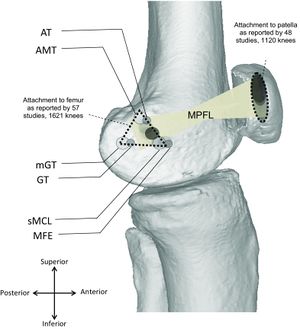 Leg Knee Cap at best price in Delhi by M/s Param Ortho Surgicals