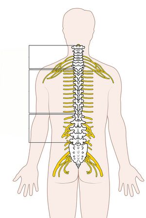 Diagram of dermatomes and innervation of the pelvic area, inferior