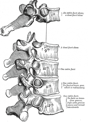 Thoracic Spine  Anatomy, Biomechanics, Kinesiology 