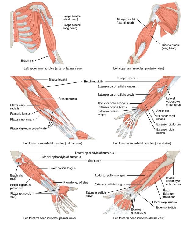 Physiotherapy Management Of The Elbow Physiopedia