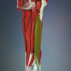 biceps femoris muscle