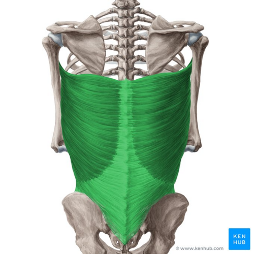 Humerus bone: two figures, anterior and posterior views. Colour