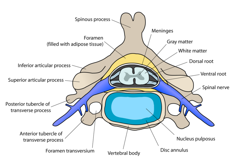 File:Cervical vertebra english.png