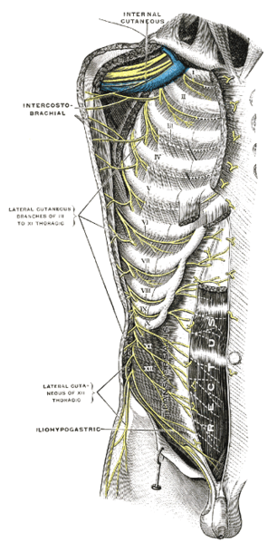 File:Thoracic intercostal nerves.png