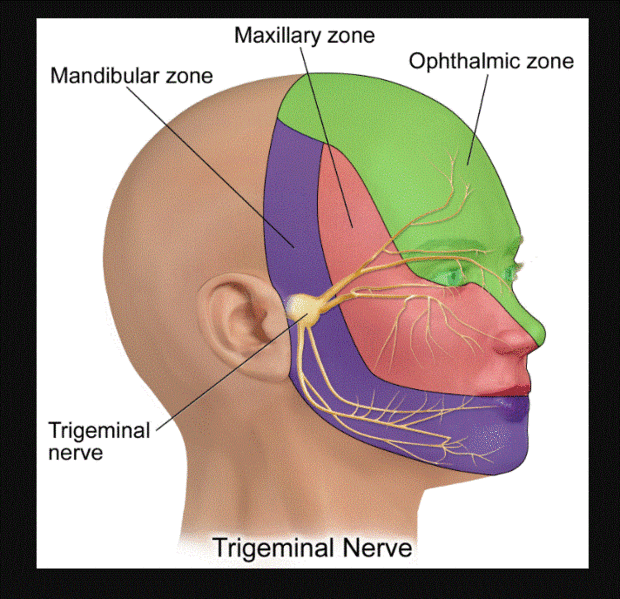 File:Trigeminal Branches.gif