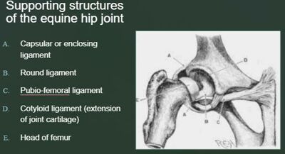 round ligament hip