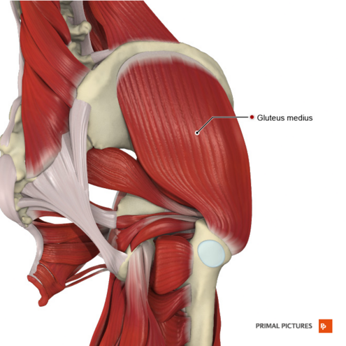 Femoral muscle