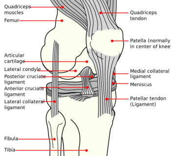 Anterior Cruciate Ligament (ACL) Injury, Local Physio