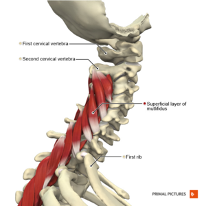 Human rib cage, jaw bones, neck vertabrae leading to