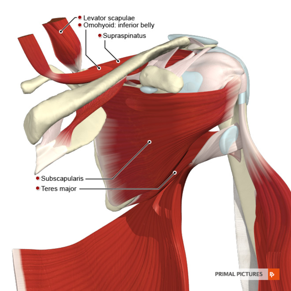 File:Muscles scapular region anterior aspect.png