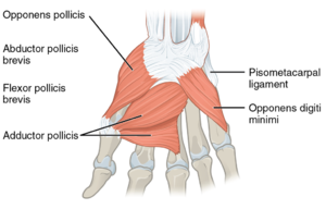 1024px-1121 Intrinsic Muscles of the Hand Deep LD.png