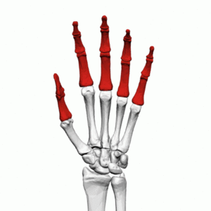 finger anatomy and physiology