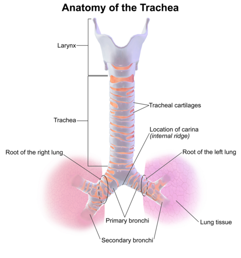 Tracheobronchial Tree Physiopedia