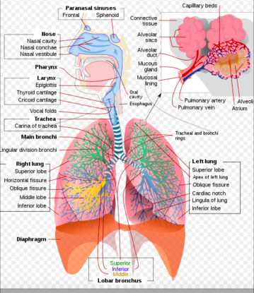 Draw the welled label diagram of human respiratory system. - Brainly.in