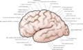 Cerebral cortex surface anatomy