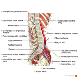 Effect of 9-month Pilates program on sagittal spinal curvatures