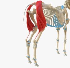 Anatomy of the Equine Hind Limb - Physiopedia