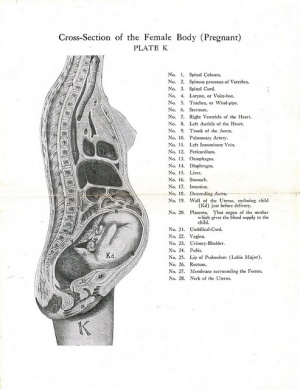 Pregnancy Related Pelvic Pain - Physiopedia