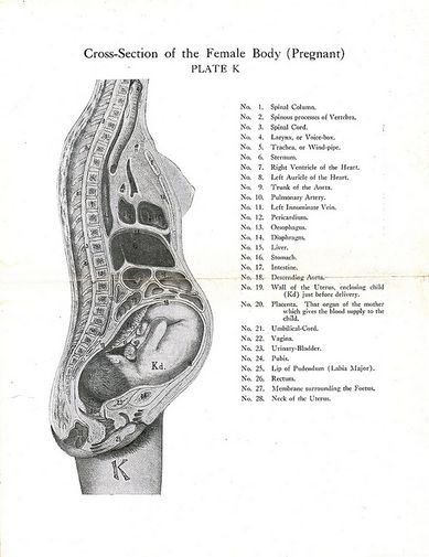 Pelvic Girdle Pain - Female Physio Co.
