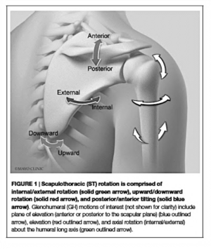 Muscles of the Shoulder Girdle 1- Part: Shoulder Elevation (3D